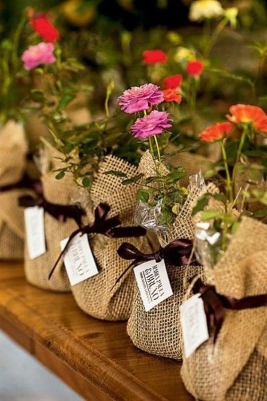 mudas de plantas para lembrancinha de casamento mudas de plantas para lembrancinha de casamento